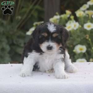 Boone, Cavapoo Puppy
